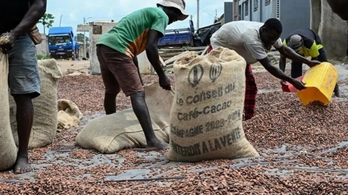 Цены на какао-бобы упали на 26% за два дня — Bloomberg