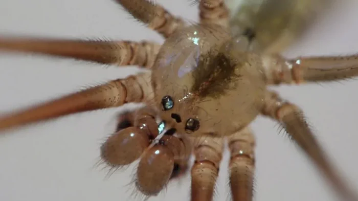 Живут в каждом доме: действительно ли пауки-сенокосцы смертельно ядовиты