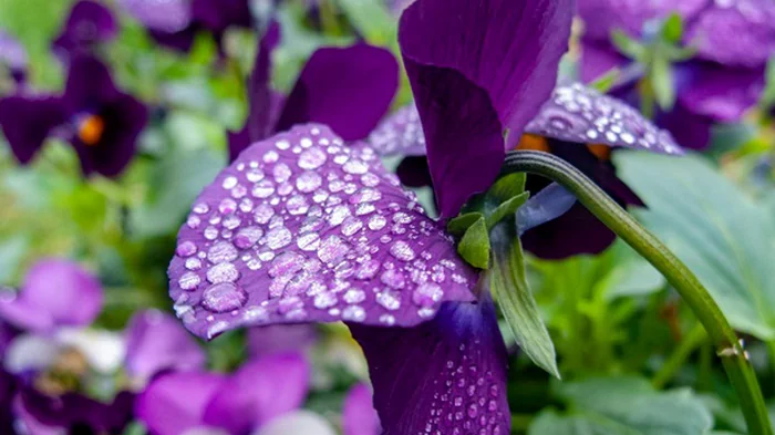 На значительную часть Украины надвигаются дожди и заморозки