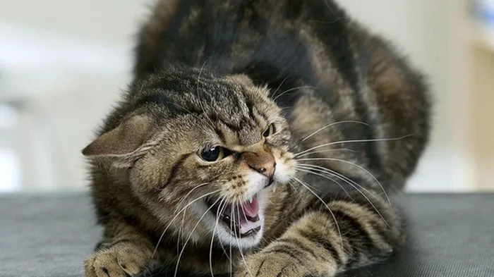 На Волыни введен карантин из-за бешенства у кота