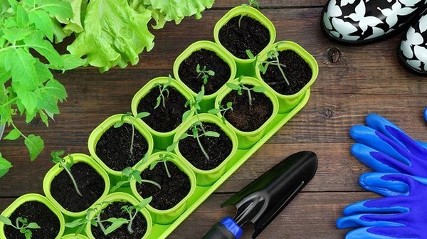 Як обрати насіння для посадки влітку