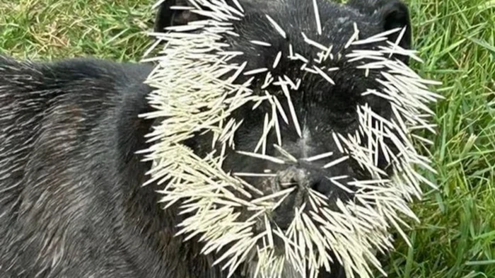 В Канаде бультерьер получил 1500 игл, напав на дикобраза