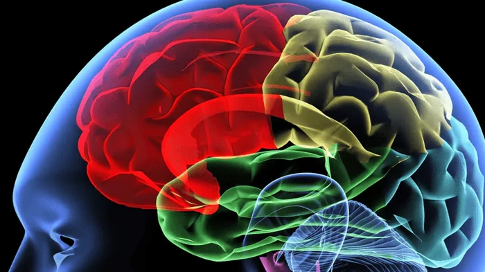 Раскрыли секрет восстановления мозга: ученые узнали роль тайных защитников нейронов