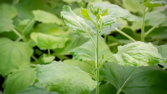 Сплетничают и лгут друг другу: растения оказались очень злыми существами