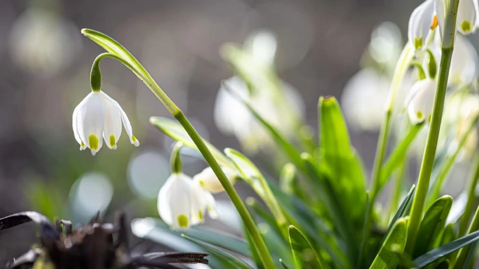 20 марта: какой праздник сегодня, почему нельзя кричать на детей, все запреты и приметы