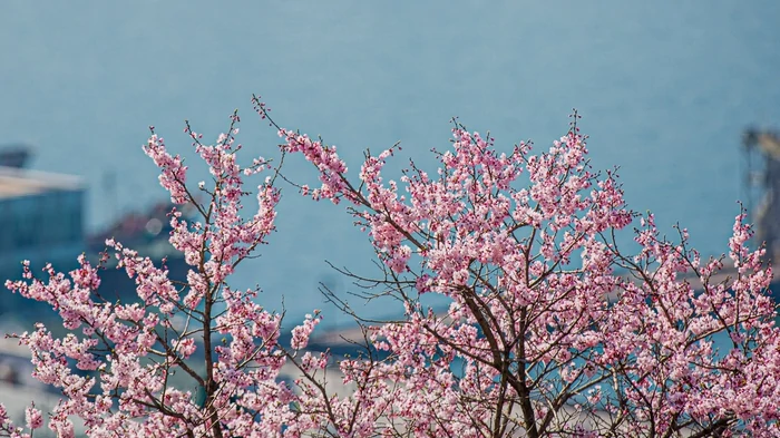 Синоптики прогнозируют теплый апрель