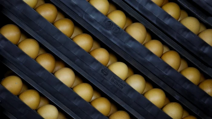 В преддверии Пасхи цены на яйца в США поднимаются до исторических максимумов, — Axios