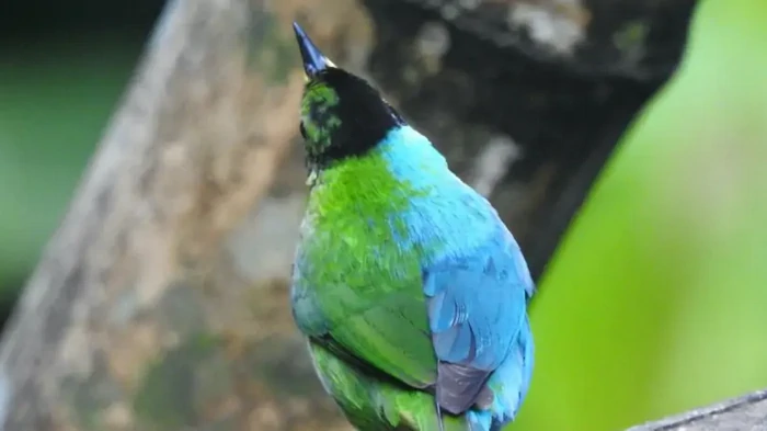 Цвет, не определяемый мозгом: ученые открыли уникальный оттенок, новый для наших глаз