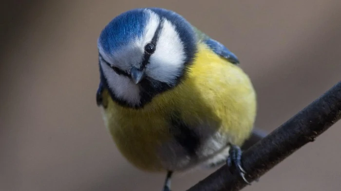 Птицы, живущие в городах, имеют более яркие перья: ученые назвали причину