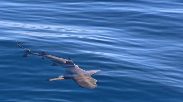 У берегов Израиля акула напала на человека