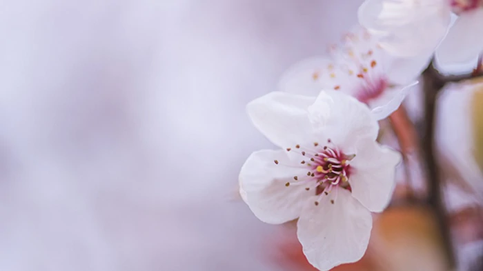 1 мая: какой сегодня праздник, что нельзя делать и народные приметы