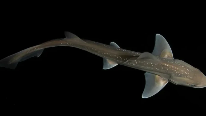 Акулы считались немыми, но теперь неожиданно «заговорили»: какие звуки они издают