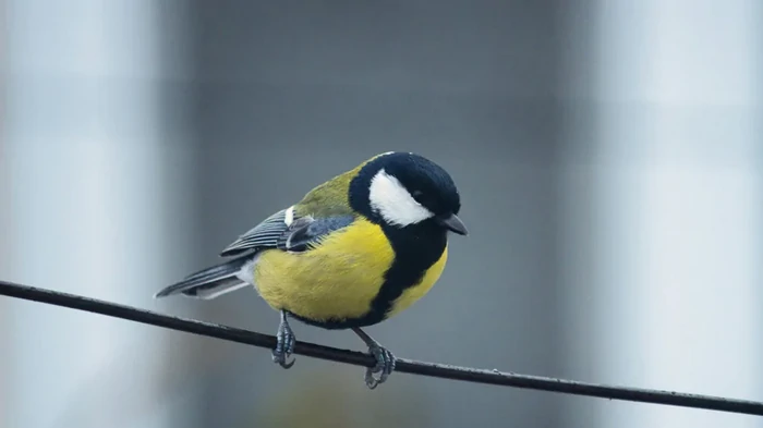 У больших синиц обнаружили необычный музыкальный вкус: ученые выяснили, как он появился