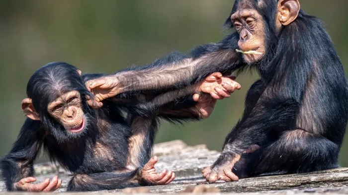 Нож в спину всему человечеству: раны на нашем теле заживают втрое медленнее, чем у других животных