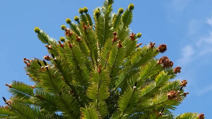 На Земле все еще есть дерево, которое жевали ископаемые динозавры: где оно находится