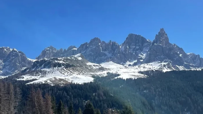 Обладают памятью предков: ученые раскрыли тайну лесов (фото)