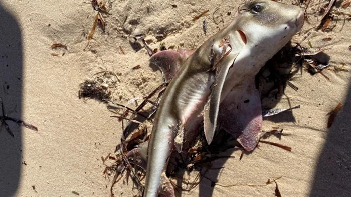 В Австралии из-за токсичных водорослей погибли сотни морских животных