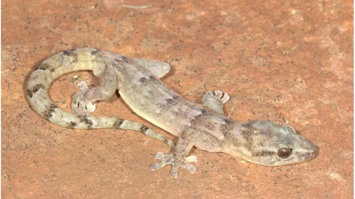 В Африке обнаружили вид геккона, который считался исчезнувшим более 30 лет