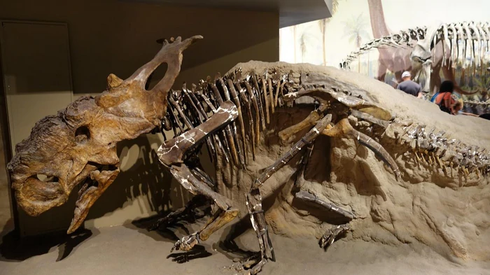 «Река смерти» убила десять тысяч динозавров за один день, — исследование