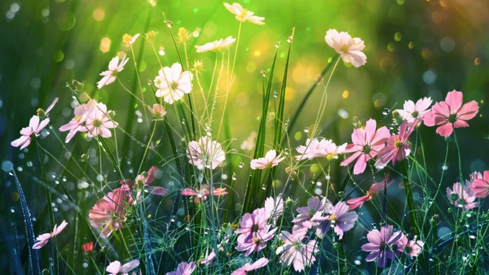 Праздник сегодня, 13 июня: что делать нельзя, Дни ангела, народные приметы