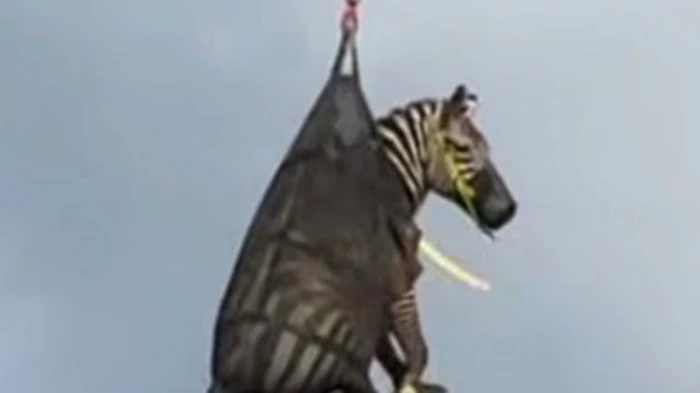 Неделя на свободе: зебра из Теннесси покорила интернет (видео)