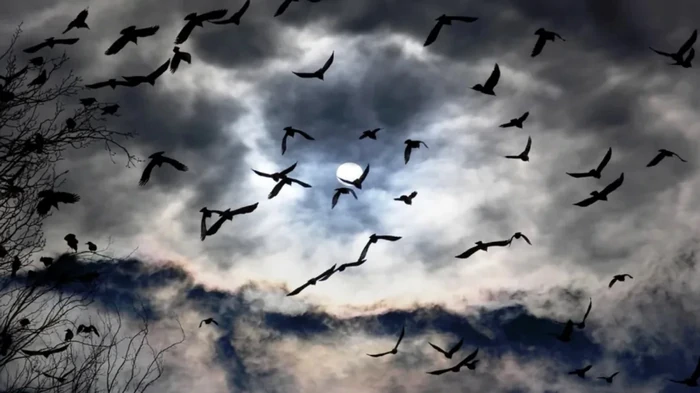 Чувства, которых нет у людей: как перелетные птицы знают, куда лететь