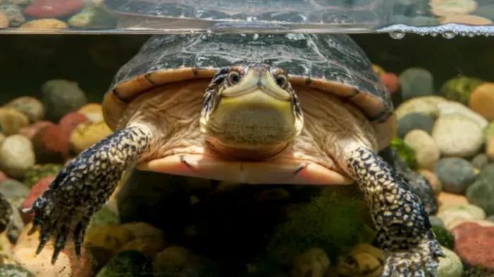 Какие животные могут дольше всего не дышать под водой: ученые дали ответ