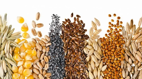 Как выращивать лучшие сорта зерновых культур