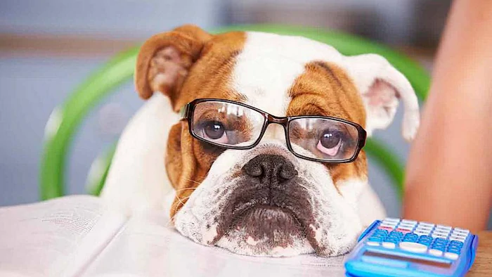 Умеют ли животные считать: ученые дали неожиданный ответ