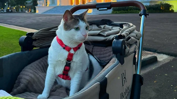 Коту президента Индонезии выделили собственную охрану