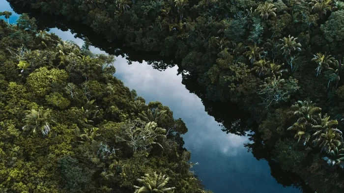 Крупнейшее хранилище в Амазонии перестало поглощать углерод: что это значит для планеты