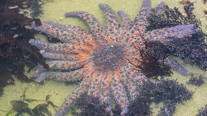 Десятилетняя тайна гибели морских звезд раскрыта: ученые нашли скрытую бактерию-убийцу