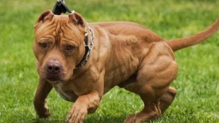 Под Киевом собака покусала ребенка, его госпитализировали