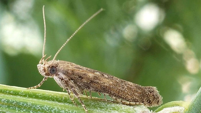 Не только саранча: одну из областей Украины атакует новый вредитель