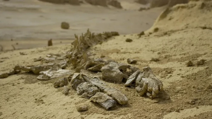 Среди пустыни нашли огромное кладбище китов: раскрыта тайна происхождения этих животных