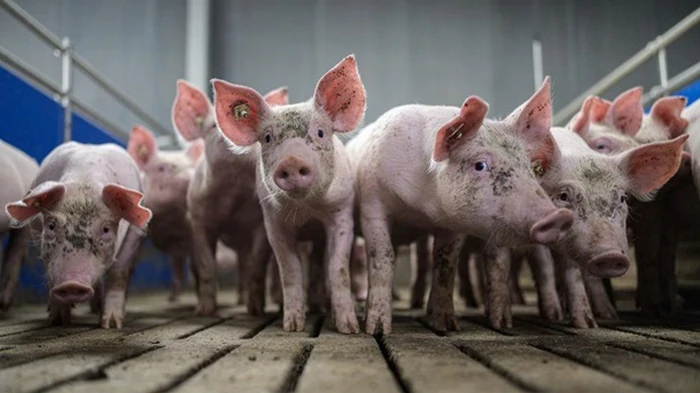 Хирурги впервые пересадили легкое свиньи человеку