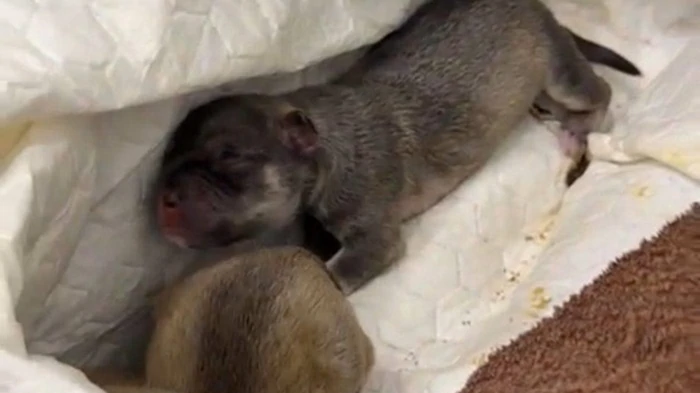 В Киеве на мусорку выбросили живых щенков в пакете