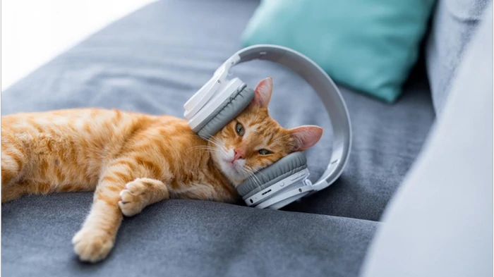 Нравится ли кошкам музыка: ученые провели эксперимент