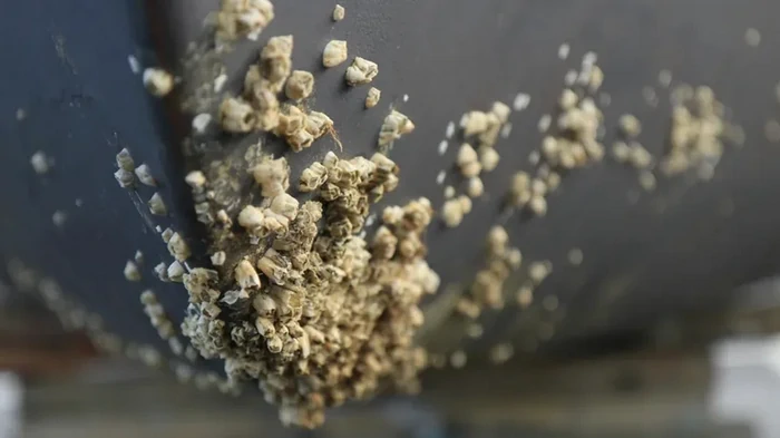 В канадской Арктике впервые появился чужак: его привлекло изменение климата (фото)