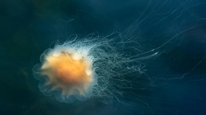 В океане живет медуза-гигант: весит тонну и распускает ядовитые щупальца на 30 метров