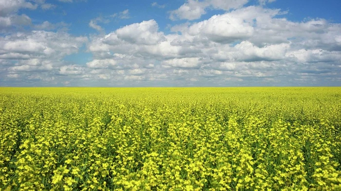 Масштабные лесные пожары защитили урожай от летней жары: ученые удивлены