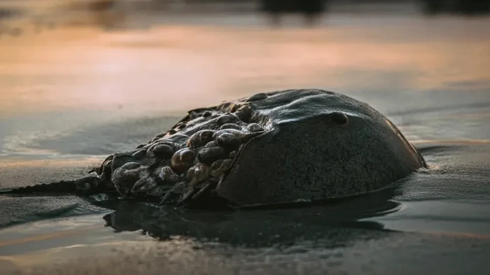 Древнее морское существо в «шлеме» спасло миллионы жизней: людям необходима их голубая кровь