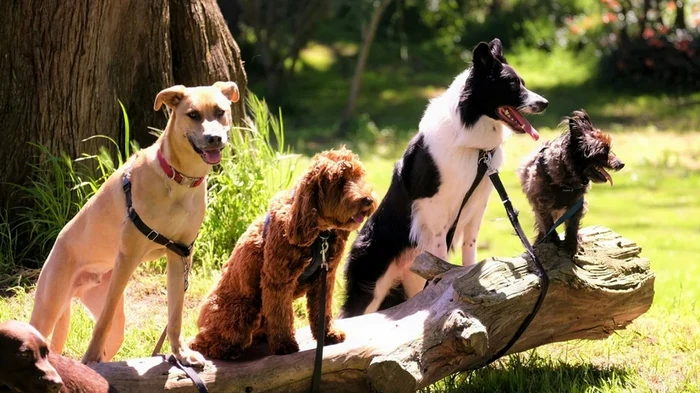 У собак нашли необычную зависимость, похожую на игроманию: как проверить своего питомца