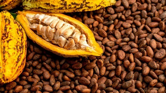 Цена на какао-бобы упала до 20-месячного минимума