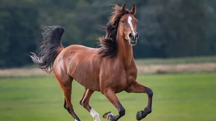 Знак жертвы: почему у лошадей глаза расположены по бокам головы