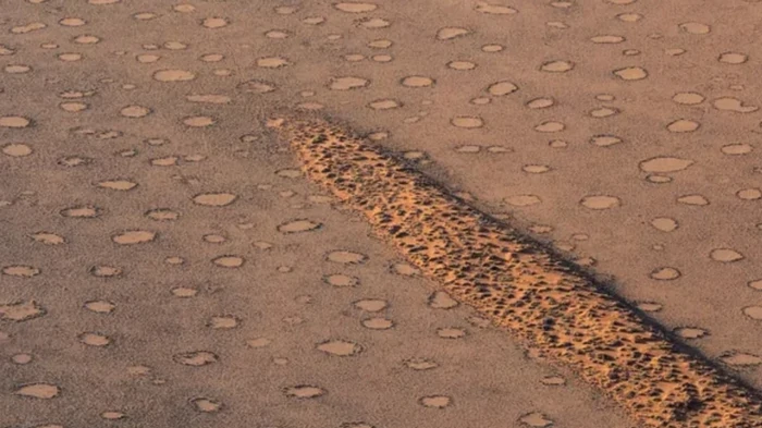 Растения самоорганизуются в «скрытом порядке»: ученые сделали неожиданное открытие