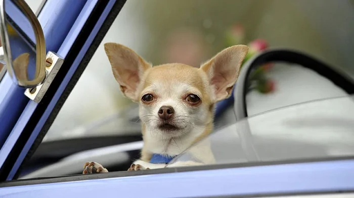 Заднее среднее сиденье автомобиля действительно самое безопасное, однако есть нюанс