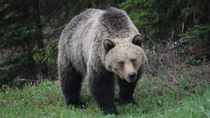 Японию терроризируют медведи: от нападений погибло рекордное количество людей