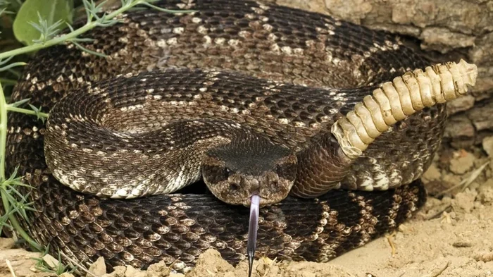 Плавают, ходят и даже летают: змеи на самом деле умеют не только ползать