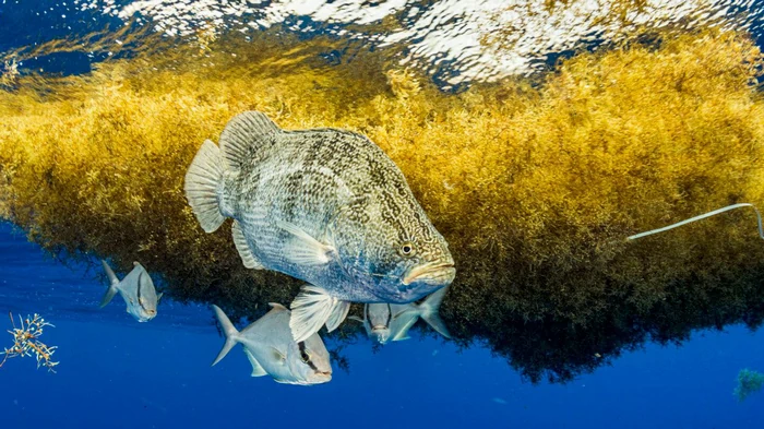 Море, которое не касается суши: что известно о загадочном океаническом регионе в центре Атлантики